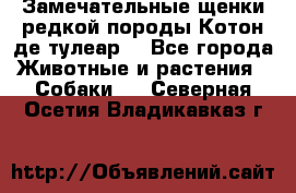 Замечательные щенки редкой породы Котон де тулеар  - Все города Животные и растения » Собаки   . Северная Осетия,Владикавказ г.